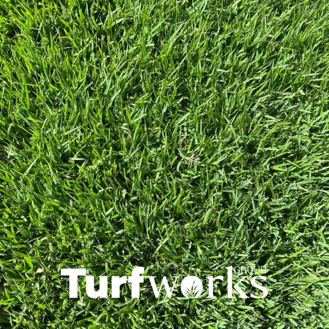 Empire Zoysia