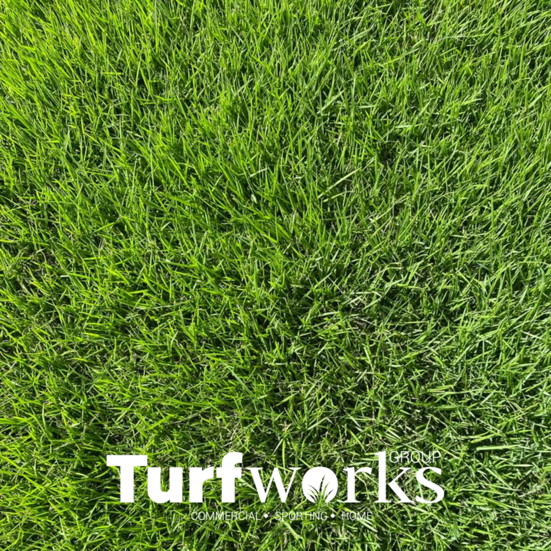 Zoysia Matrella