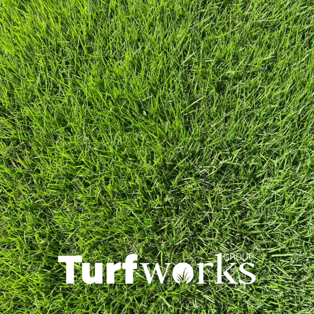 Zoysia Matrella